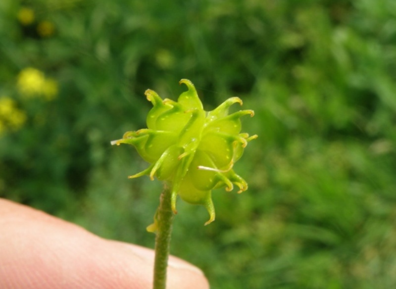 Ranunculus lanuginosus / Ranuncolo lanuto